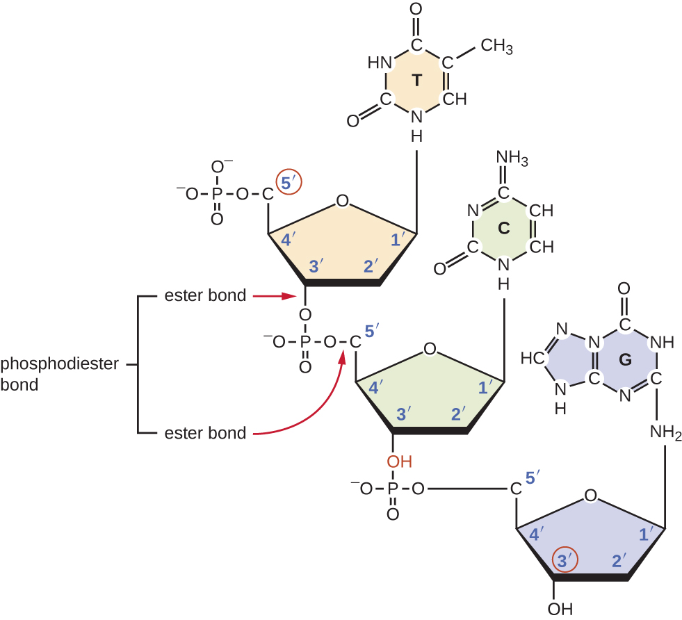 A nucleotide with a sugar in the center, the sugar is a pentagon with oxygen at the top point. Moving clockwise the carbons are numbered 1 (upper right) 2, (bottom right), 3 (bottom left), 4 (upper left) and 5 (projecting from carbon 4. Attached to carbon 1 is a base (thymine). Attached to carbon 5 is a phosphate group. Another nucleotide below has the same structure (other than that the base is C rather than T). The phosphate group attached to carbon 5 of the lower nucleotide is also attached to carbon 3 of the upper nucleotide. The lower nucleotide has an OH attached to its carbon 3. Another nucleotide has the OH group of its phosphate highlighted. A phospodiester bond forms when water is removed from these two OH groups. This results in a bond forming between carbon 3 of the nucleotide in the chain and the phosphate group attached to carbon 5 of the new nucleotide. This is called a phosphodiester bond.