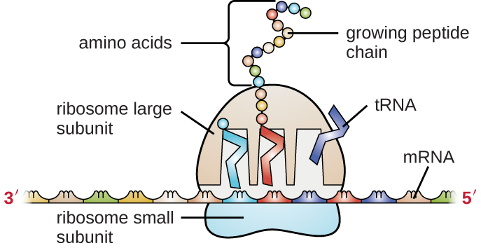 A diagram showing mRNA as a long strand with sets of 3 letters grouped; the left of the mRNA is labeled 3-prime, the right is labeled 5-prime. An oval labeled ribosome small subunit sits under the mRNA and spans 3 of the 3-letter groups. A larger dome (labeled ribosome large subunit) sits on top of the mRNA at this same region. The large subunit has 3 gaps where rectangles labeled tRNA sit. These rectangles each sit on a group of 3-letters on the mRNA at one end and contain an amino acid on the other end. The tRNA on the left has a single amino acid. The tRNA in the middle has a growing pepetide chain of many amino acids. The tRNA on the right as no amino acids and is leaving the ribosome.