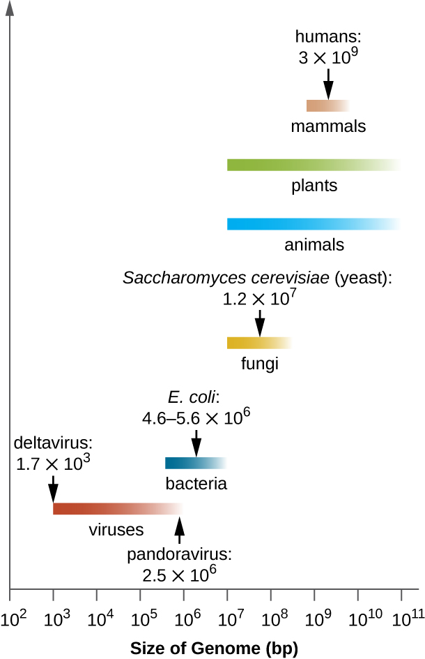  A graph showing genome sizes. Viruses have genomes that range from 1.7x10 to the 2nd bp to 2.5x10 to the 6th bp. Bacteria have genomes that range in size from 10 to the 5th to 10 to the 7th. One example is E. coli which ranges from 4.6 to 5.6 x 10 to the 6th bp. Fungi have genomes that range from 10 to the 6th to 10 to the 8th bp. Saccharomyces cerevisiae (yeast) has a genome of 1.2 x 10 to the 7th bp. Plants and animals have genomes that range from 10 to the 6th to 10 to the 11th bp. Mammals range from 10 to the 9th to 10 to the 10th bp. Humans have a genome of 3 x  10 to the 9th.