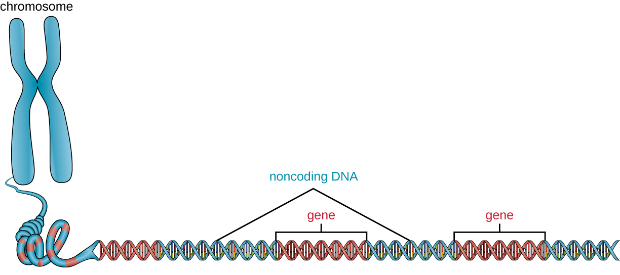 A chromosome drawn as an X shape. As the strand unravels we see that it is a long double helix with genes interspersed with noncoding regions.