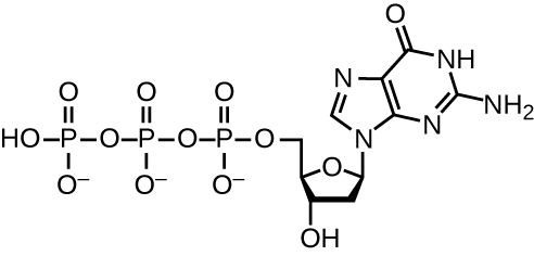 Diagram of dGTP. In the center is deoxyribose which is a pentagon shaped sugar. The top point has an oxygen. Then, moving around the shape are carbons 1, 2, 3, and 4; carbon 5 is attached to carbon 4 but not in the ring. Attached to carbon 1 is a structure made of 2 carbon and nitrogen rings bound along their ends; this is guanine. Carbon 2 has only Hs attached to it. Carbon 3 has an H and an OH. Carbon 4 has an N and Carbon 5. Carbon 5 is attached to 3 phosphate groups in a row (labeled triphosphate). Each phosphate group is made of phosphorus attached to 4 oxygen atoms.