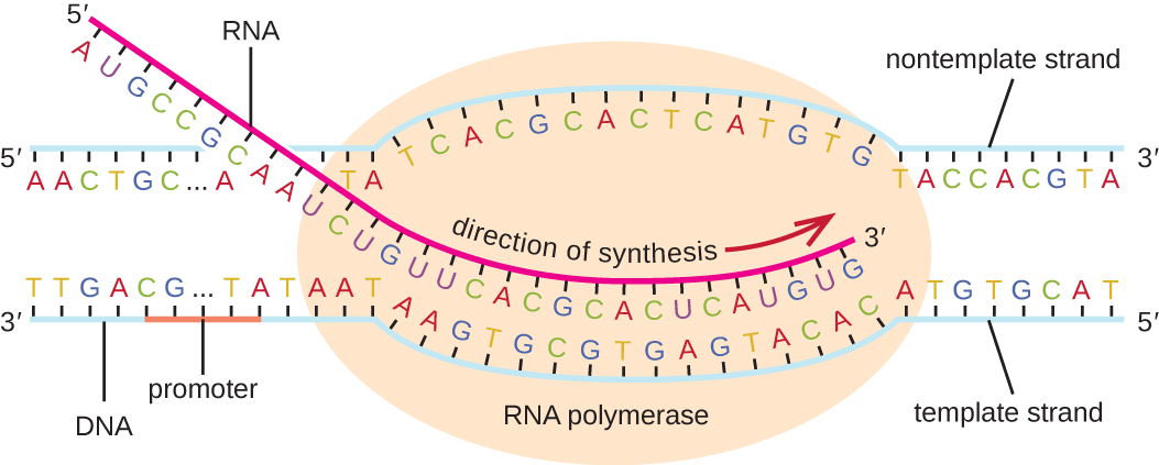 Diagram of transcription. A double stranded piece of DNA has a large oval labeled RNA polymerase sitting on it just past a region labeled promoter. The DNA in the RNA polymerase has separated and the bottom DNA strand (labeled template strand) has a newly forming RNA strand attached to it. The RNA strand is being built from 5’ to 3’. The other strand of DNA is the nontemplate strand and does not have RNA being built.