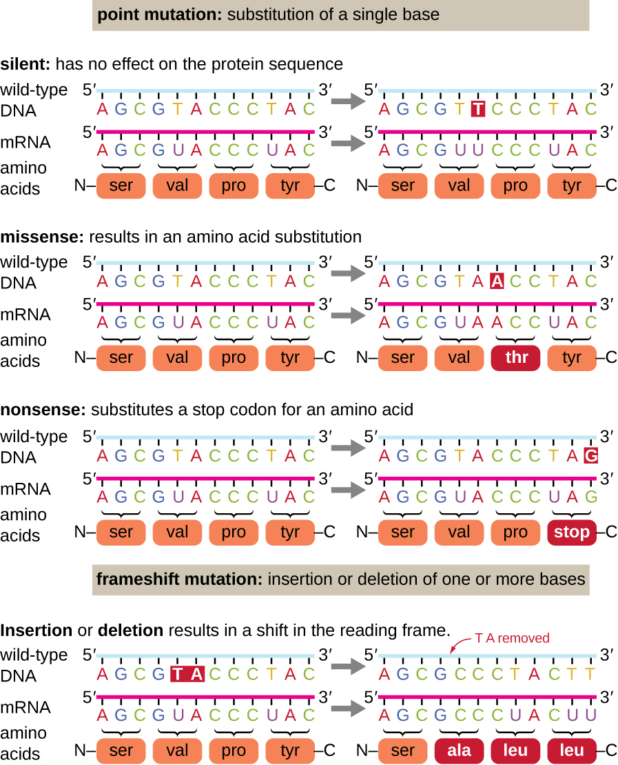 Diagram of point mutations: substitution of a single base. A silent mutation has no effect on the protein sequence. The diagram shows a single letter change in the DNA which produces an RNA with a single letter that is different, however the protein is still the same. Missense results in an amino acid substitution. In this example the DNA has a single letter that has changed, which produces a single letter that is different on the mRNA, which produces a single amino acid that is different in the polypeptide chain. Nonsense mutations occur when a stop codon is substituted for an amino acid. The DNA has a single letter change, which changes one amino acid the mRNA, which produces a stop codon where there was an amino acid. Frameshift mutations are insertions or deletions of one or more bases which results in a reading frame shift. Two letters are deleted in the DNA strand which produces a shorter RNA strand which produces an entirely different protein.