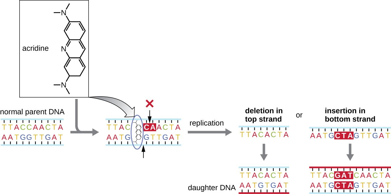 Acridine (a molecule with 3 rings and a nitrogen group at either end binds between the two strands of a normal parent DNA. When this is replicated nucleotides can either be deleted or added to produce DNA that is either shorter or longer than the original parent molecule.