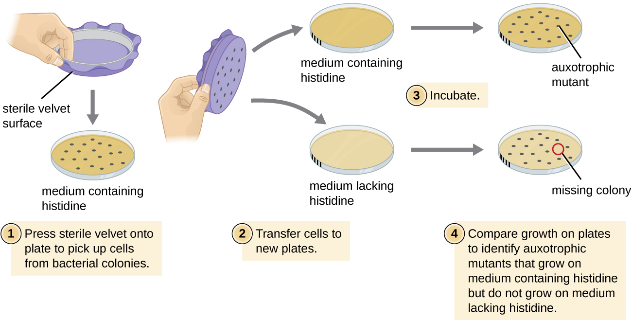 Diagram of the process of identifying auxotrophic mutants. First a medium containing histidine grows colonies of bacteria. Then, a sterile velvet surface is pressed onto the plate to pick up cells from bacterial colonies. Next the cells on the velvet are transferred to new plates, one with histidine and one without. A mark on the plate ensures that the orientation of the colonies is the same for all plates. After the plates are incubated, compare the growth on the plates to identify auxotrophic mutants that grow on medium containing histidine but do not grow on medium lacking histidine. A colony that is missing on the medium lacking histamine but present on the medium with histamine is the auxotrophic mutant.