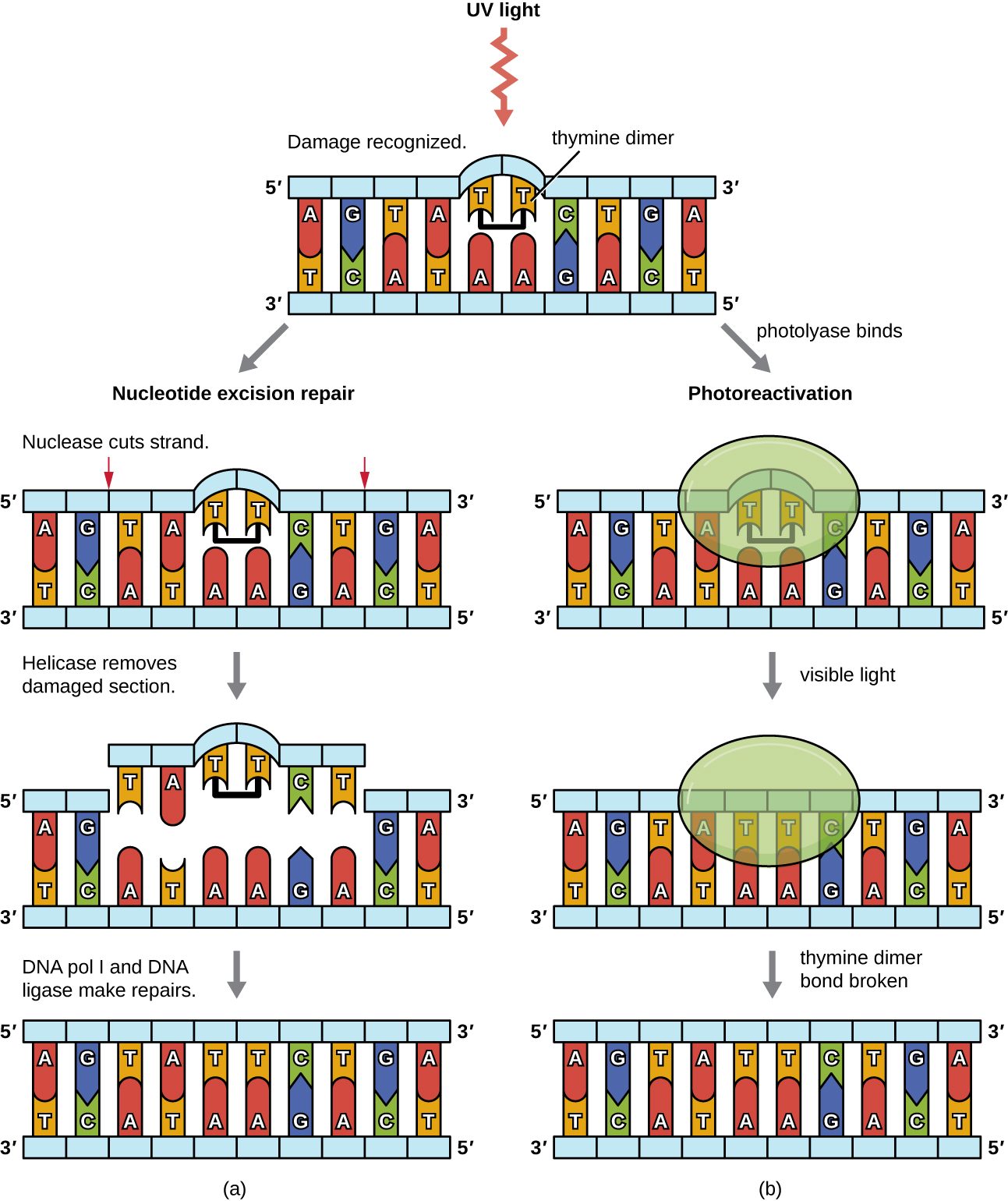 a) Diagram of nucleotide excision repair. A thymine dimer is when 2 Ts are bound to each other rather than to the As across from them. This damage is recognized and a large section of DNA on either side of the dimer is removed. Nuclease is used to cut the strands and helicase removes the damaged section. DNA pol I and DNA ligase make the repairs. B) in photoreactivation, an enzyme called photolyase sits binds to the thymine dimer and breaks the bonds between the Ts. The Ts can then bind to the As across from them.