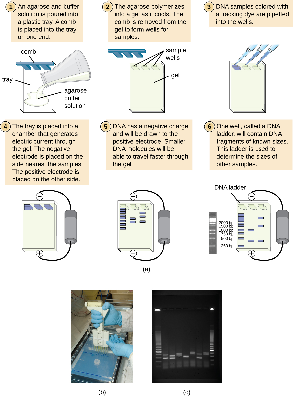 a) A diagram of the process of agarose gel electrophoresis. 1 – An agarose and buffer solution is heated and poured into a form. This result in a rectangular block with indents along one end labeled “S=sample wells”. 2 – When cooled, the agarose gel block contains small wells (S) where the sample will be place. 3 – Each sample is added to a separate well. Then the agarose gel is placed in a chamber that generates a charge across the gel. The samples are added using micropipettes. 4 – The solution within the chamber conducts the electric current generated by the chamber. The side nearest the sample well will have a negative charge; the other side will have a positive charge. 5 – DNA has a negative charge and will be drawn to the positive pole of the gel. Smaller DNA molecules will be able to travel faster through the matrix of the gel. 6 – One well will contain a DNA ladder, which has fragments of known size. This ladder is used to identify the sizes of the bands in the sample. The ladder looks like many bands in the gel; from top to bottom the sizes of the bands are – 2000 bp, 15000 bp, 1000 bp, 750 bp, 500 bp, 250 bp. The other lanes have a few bands of various sizes.