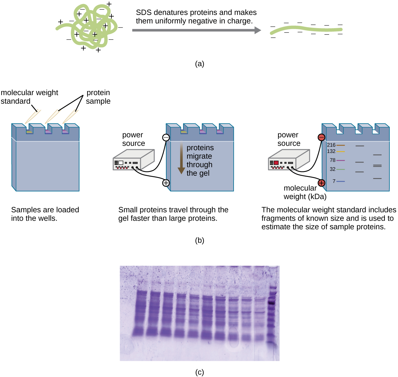 a) A diagram showing a globular protein with positive and negative charges undergoing SDS treatment. SDS denatures the protein (producing a linear product) and makes them uniformly negative in charge. B) The protein samples are then placed into the wells of an SDS_PAGE gel. One well is loaded with a molecular weight standard. The gel is then exposed to a power source that results in the top of the gel (near the wells) becoming negative charged and the bottom becoming positively charged. Proteins migrate through the gel from the negative to the positive sides. Small proteins travel through the gel faster than large proteins. The molecular weight standard includes fragments of known size and is used to estimate the size of sample proteins. In this example the standard has sizes of 216, 132, 78, 32 and 7. The other lanes have bands of various sizes. C) A photograph of an SDS-PAGE gel. Purple bands on a clear background.