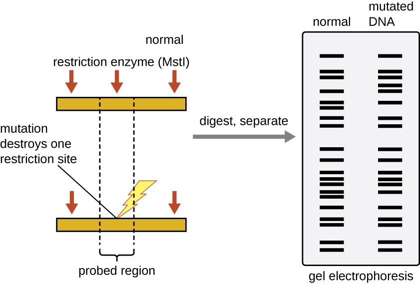 A diagram of RFLP analysis. Two strands of DNA are shown; a “normal” strand and a mutated strand. The normal strand has 3 locations where the restriction enzyme MSTI cuts. The mutation on the other strand destroys one of the restriction sites. As a result, the mutated strand has one fewer bands on a gel.