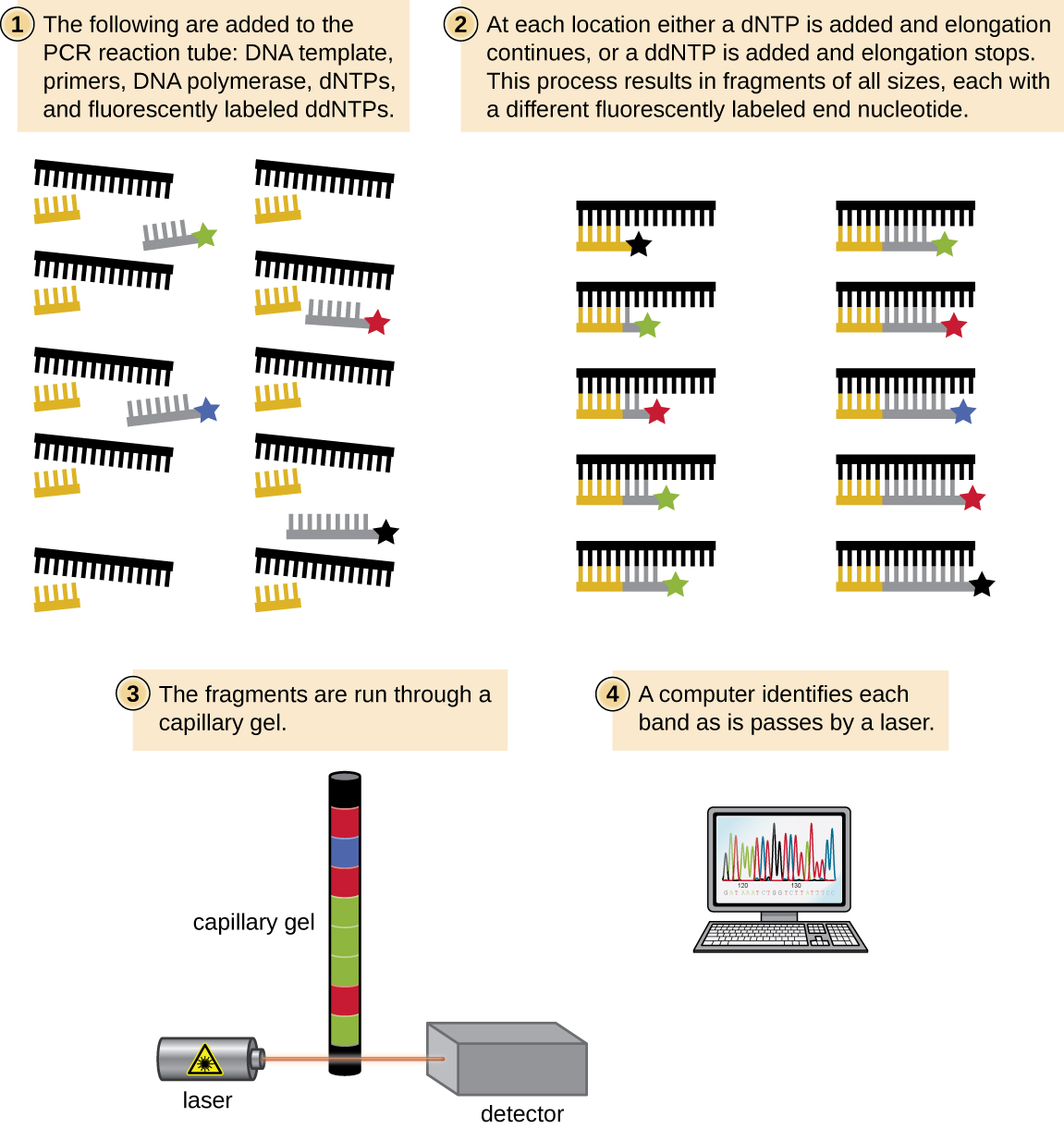 A diagram summarizing the Sanger method. 1 – The following are added to the PCR reaction tube: DNA template, primers, DNA polymerase, dNTPs, and fluorescently labeled ddNTPs. 2 – At each base in the DNA template, either a dNTP is added and elongation continues or a ddNTP is added and elongation stops. This process results in fragments of all sizes, each with a different fluorescently labeled end nucleotide. 3 – The fragments are run through a capillary gel and detected by a laser. A computer identifies each band as it passes by a laser.