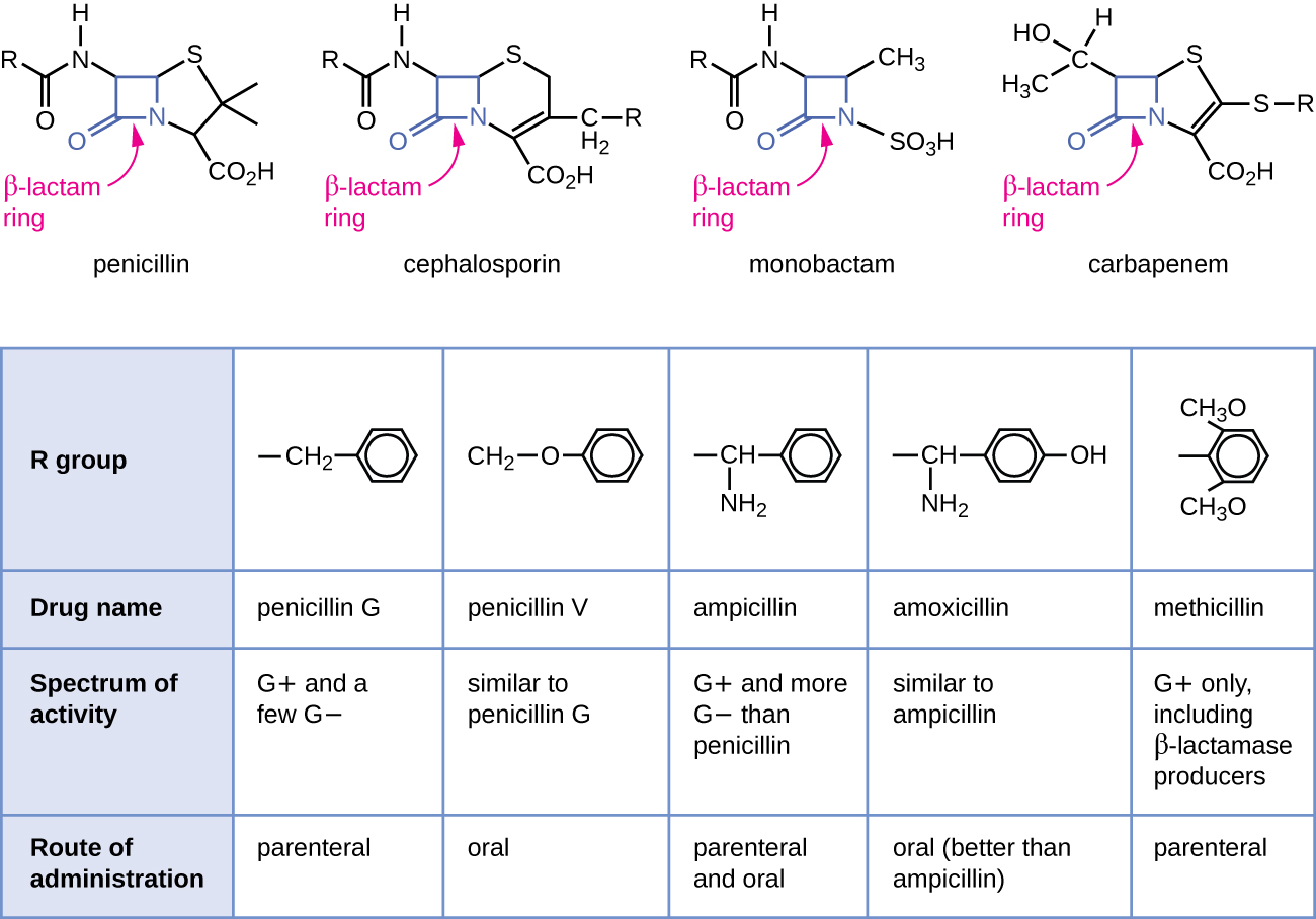 The top of the image shows diagrams of various antibiotics. All have a beta-lactam ring wich is a square made of 3 carbons and a nitrogen; one of the carbons has a double bonded O. The antibiotics shown are penicillin, cephalosporin, monobactam and carbapenem Below is a table with the rows: R group, Drug name, specrum of activity and route of administration. Penicillin G has an R group of a carbon linked to a  6 carbon ring; it is active on G+ and a few G- cells, and has a parenteral route of administration. Penicillin V has an R group of a carbon linked t an oxygen linked to a carbon ring. IT affects G+ and a few G- and is administered orally. Ampicillin has an R group of a Carbon attached to both an amine group and a carbon ring. It is affective agains G+ and more G- than penicillin. It is administered orally and parenterally. Amoxicillin has an R group similar to ampicillin but the carbon rign has an additional OH. It has similar activity to ampicillin and is administerd orally (better than ampicillin). Methiciliin has an R group of a carbon right with 2 CH3O attached to the ring. IT is affective against G+ only, including B-lactam producers. It is administered parenterally.