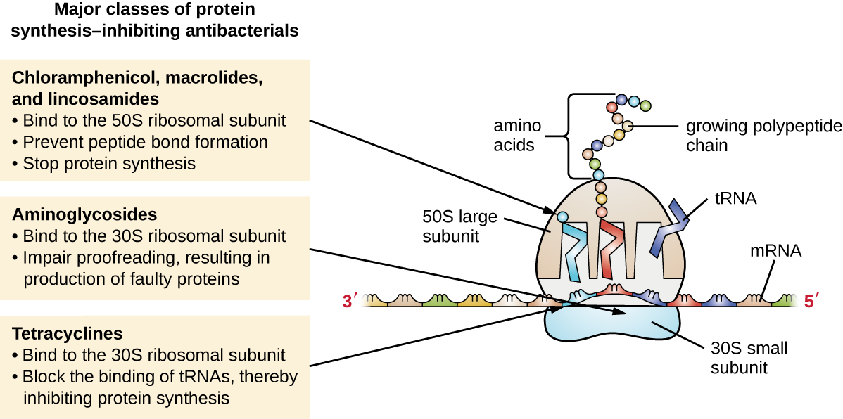 Major classes of protein synthesis-inhibiting antibacterials. Cloramphenicol, macrolides, and lincosamides: bind to 50S ribosomal subunit, prevent peptide bond formation, stop protein synthesis. Aminoglycosides: bind to the 30S ribosomal subunit, implar proofreading, resulting in production of faulty proteins. Tetracyclines: bind to the 30S ribosomal subunit, block the binding of tRNAs, thereby inhibiting protein synthesis.