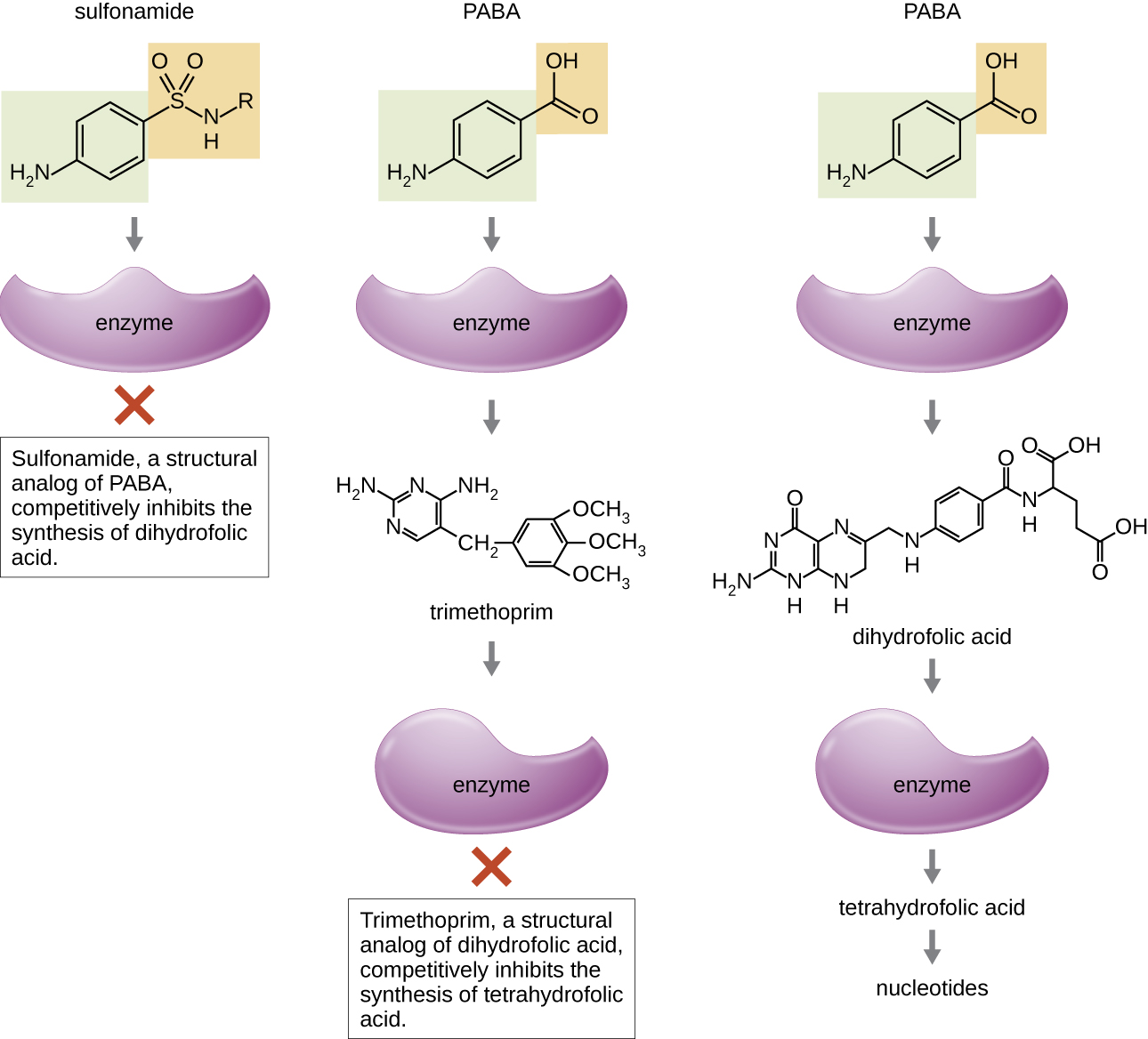 PABA binds to an enzyme to produce dihydrofolic acid, which binds to another enzyme to produce tetrahydrofolic acid and nucletides. Trimethoprim, a structural analog of dihydrofolic acid, completely inhibits the synthesis of tetrtahydrofolic acid. Sulfonamide, a structural analog of PABA, competitively inhibits the synthesis of dihydrofolic acid.