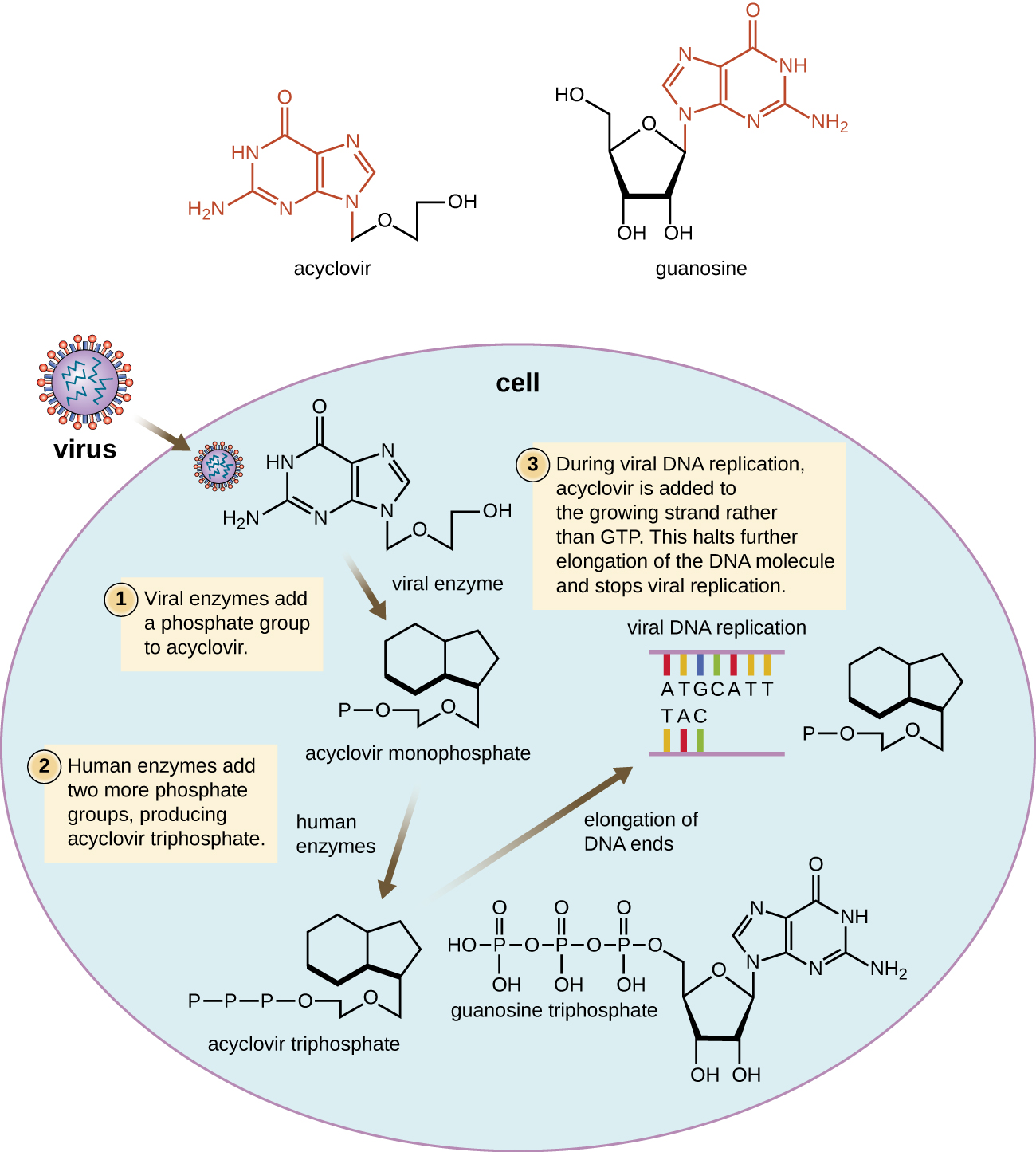 Acyclovir looks similar to guanosine except that the sugar is replaced with a short carbon chain. Step 1: Viral enzyme adds a phosphate group to acyclovir. Step 2: Human enzymes add two more phosphate groups, producing acyclovir triphosphate. Step 3: During viral DNA replication, acyclovir is added to the growing strand rather than GTP. This halts further elongation of the DNA molecule and stops viral replication.