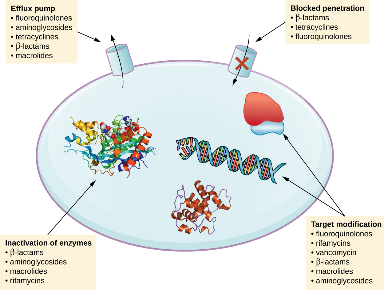 Mechanisms of resistance. Efflux pump (pumping drugs out of the cell): fluoroquinolones, aminoglycosides, tetracyclines, Beta-lactams, macrolides. Blocked penetration (not letting drugs into the cell): beta-lactams, tetracyclines, fluoroquinolones. Target modification (changing the target of the drug such as ribosomes or DNA): fluoroquinolones, rfamycins, vancomycin, beta-lactams, macrolides, aminoglycosides. Inactivating enzyme (enzyme that breaks down the drug): beta-lactams, aminoglycosides, macrolides, rifamycins.