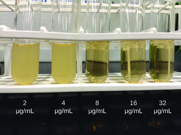 A series of tubes. The tube with 2 micrograms/ml has growth, as does the tube with 4 micrograms/ml. The tubes with 8, 16, and 32 do not have growth