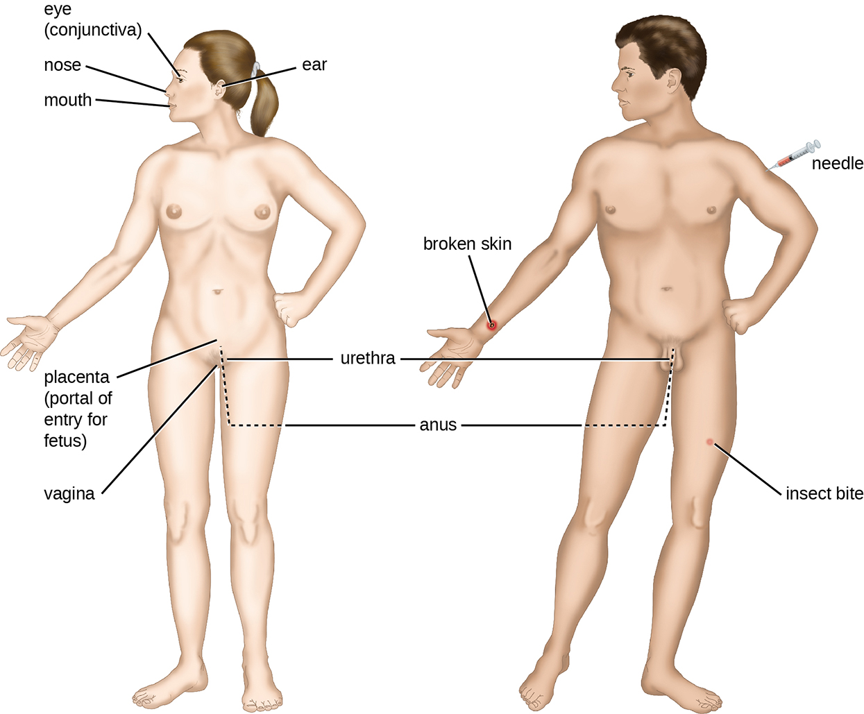 Portals of entry: eye (conjunctiva), nose, mouth, ear, needle, broken skin, insect bite, urethra, vagina, anus, placenta (portal of entry for fetus).