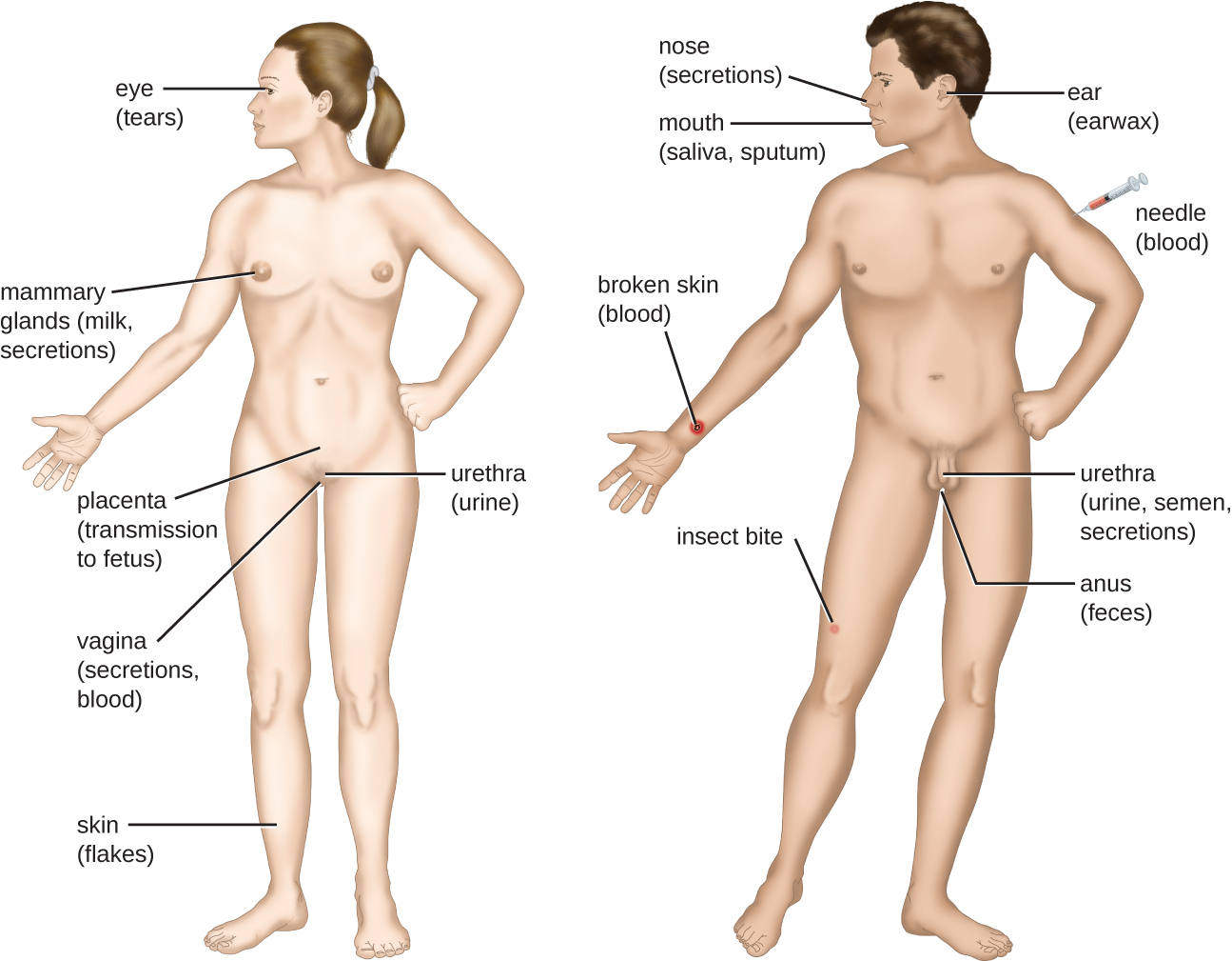 Portals of exit: eye (tears), needle,  mammary glands (milk, secretions), placenta (transmission to fetus), vagina (secretions, blood), urethra (urine), broken skin,  broken skin (blood), skin (flakes), nose (secretions), mouth (saliva, sputum), ear (earwax), urethra (urine, semen, secretions), anus (feces).