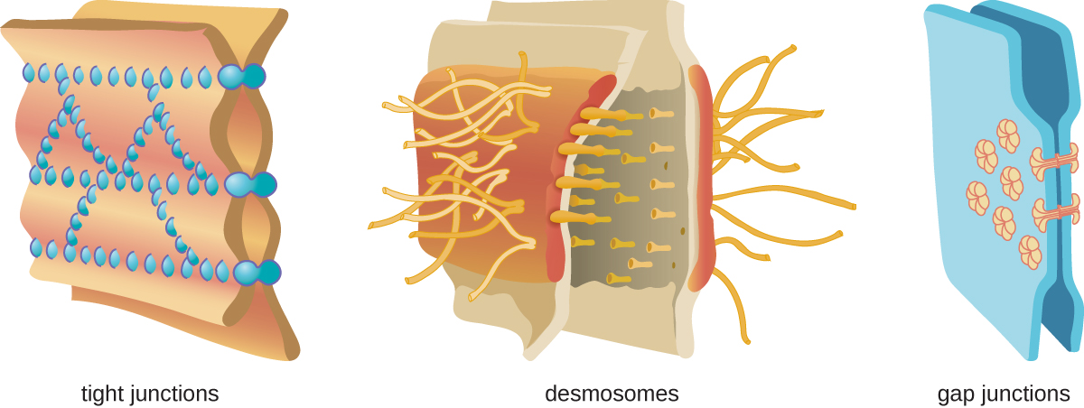 Tight junctions – two membranes connected with many spot welds in multiple lines. Desmosomes – two membranes with long strands weaving them together. Gap junctions – two membranes with a few spot welds each of which has a pore in the center.