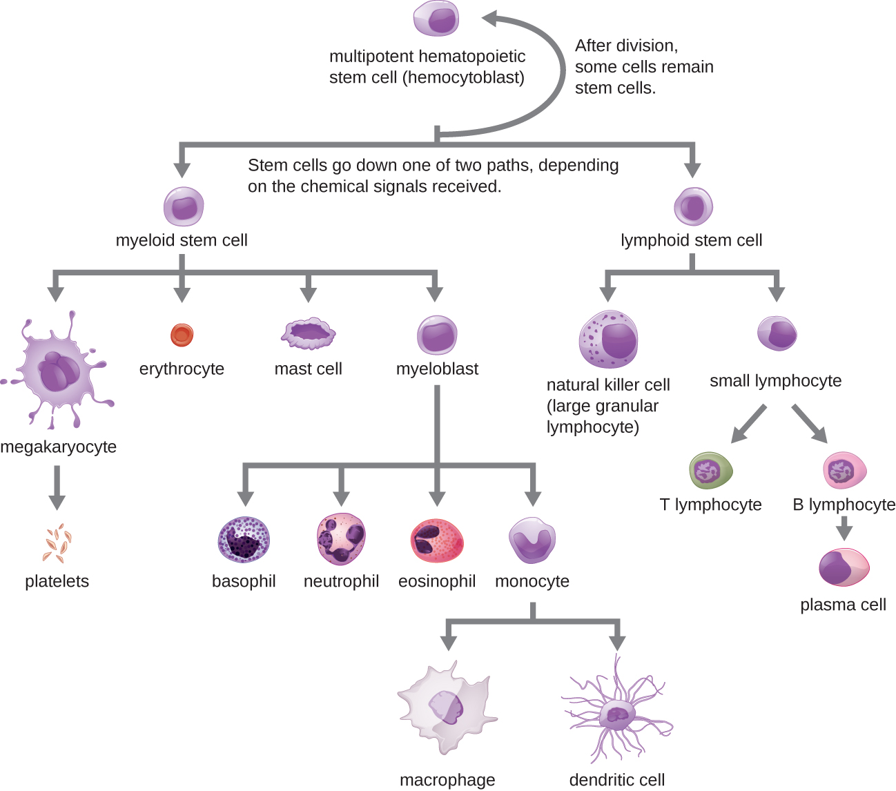 A flowchart showing progression of development for formed elements of blood. At the top is a multipotent hematopoietic stem cell (hemocytoblast). This cell divides and after division some of the new cells remain stem cells. Others go down one of two paths depending on the chemical signals received. One path begins with lymphoid stem cells which can either become natural killer cells (large granular lymphocytes) or small lymphocytes. The natural killer cell is a medium-large purple cell. Small lymphocytes can either become T lymphocytes or B lymphoctyes. The T and B lymphocytes are medium size cells with a large nucleus. B lymphocytes become plasma cells which are medium size cells with a large nucleus. The other option for the stem cell is to become a myeloid stem cell. Myeloid stem cells follow one of four paths. One path leads to megakaryocyte which leads to platelets. Platelets are small flecks. The second path leads to erythrocyte. Erythrocytes are small donut shaped red cells. The third path leads to mast cells. The fourth path leads to basophil, neutrophil, eosinophil, or monocyte. Basophils are medium cells with many dark purple spots. Neutrophils are medium pink cells with a multi-lobbed nucleus. Eosinophils are medium size cells with many pink spots. Monocytes lead to macrophages or dendritic cells. Macrophages are large irregularly shaped cells. Dendritic cells have longer tendons branching off of them.