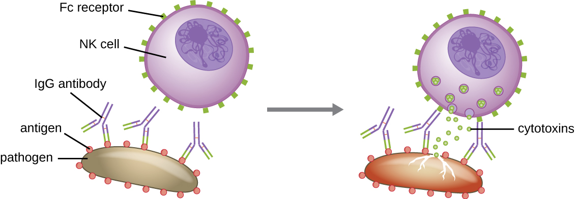 FC receptors on an NK cell bind to the Fc region of the IgG bound to the antigen on the surface of a pathogen. This causes the NK cell to release toxins that kill the pathogen.