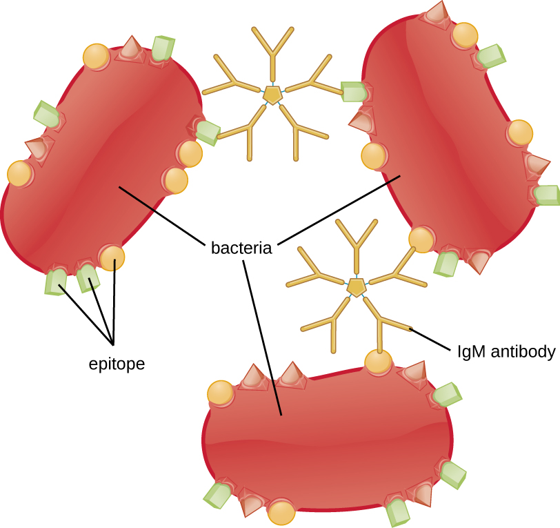 Bacterial cells with various epitopes (shown as different shapes). IgM antibodies are bound to multiple bacteria; all attached to the same shaped epitope which matches their binding sites.