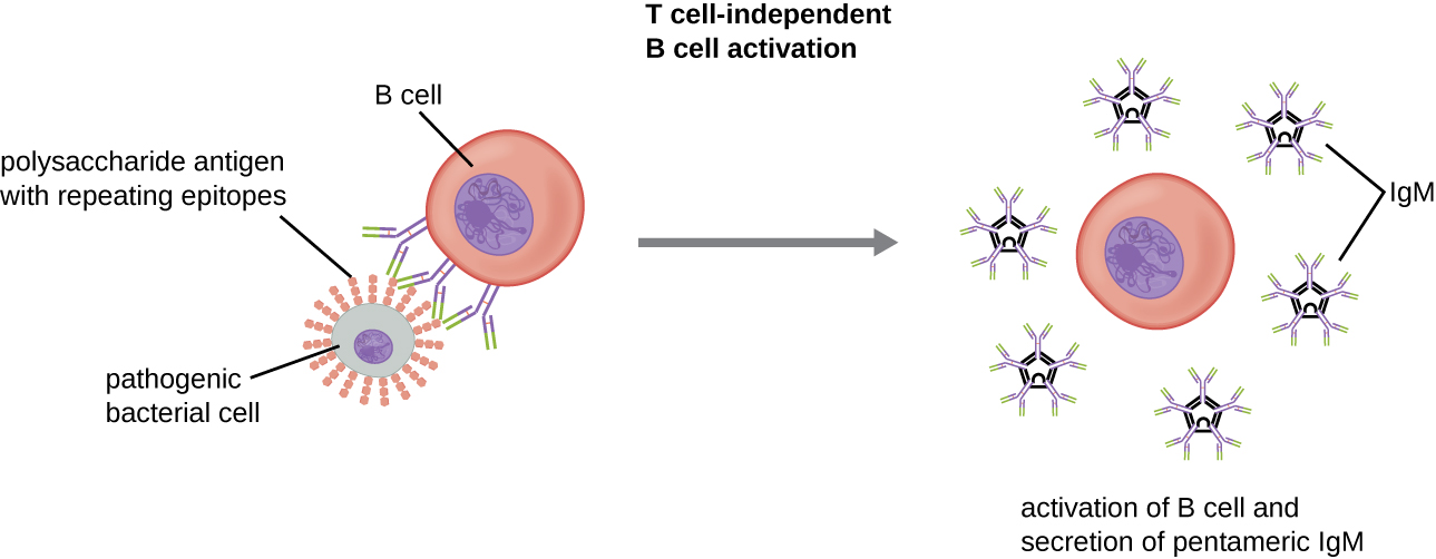 A circle with small chains of hexagons projecting from the surface is a pathogenic bacterial cell. The chains are polysaccharide antigens with repeating epitopes. Antibodies on the B cell bind to these epitopes. This causes the activation of the  B cell and secretion of pentameric IgM.