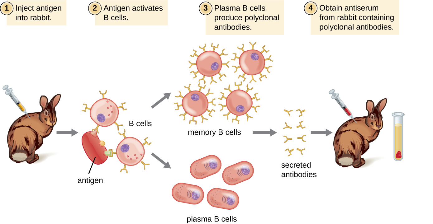 Diagram showing production of polyclonal antibodies. Antigen is injected into an animal (such as a rabbit). Antigen activates B cells. This produces clones of the B cells, and clones of the plasma cells. Polyclonal antibodies from different B cells are produced in response to different epitopes on the antigen. Serum obtained from animal contains polyclonal antibodies.