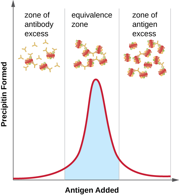 (A) Diagram of polyclonal antiserum. Antigens with multiple epitopes (shapes on their surface) are bound to different antibodies (each antibody binds to a different epitope). B) Diagram of monoclonal antibodies. Antigens with multiple epitopes have only one type of antibody bound to a single epitope on each. A graph; the X-axis is labeled antigen added and Y-axis is labeled precipitin formed. In the zone of antibody excess there is more antibody than antigen. In this case, there is no precipitate. In the equivalence zone there are approximately equal amounts of antigen and antibody. In this case a precipitate does form. In the zone of antigen excess, there is more antigen than antibody and no precipitate forms.