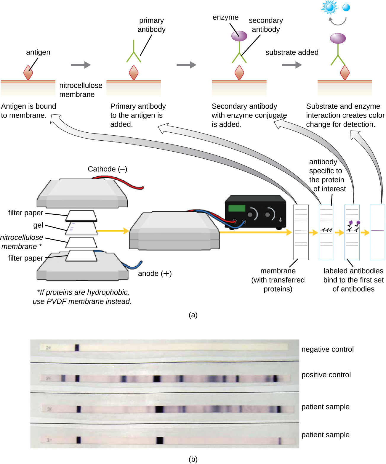 (a) A diagram showing the process of a western blot. Step 1 – a gel is on top of a nitrocellulose membrane and filter paper is on either side. This is all sandwiched between positive and negative plates. If the proteins are hydrophobic use PVDF membrane instead of nitrocellulose. This causes the proteins to bind to the membrane. At this point there are many protein bands.  Then antibodies specific to the protein on interest are added. They bind to one of the protein bands on the membrane. Next labeled antibodies bidn to the first set of antibodies. This results in a single visible band. (b) A photo of the results shows dark bands on a white membrane.