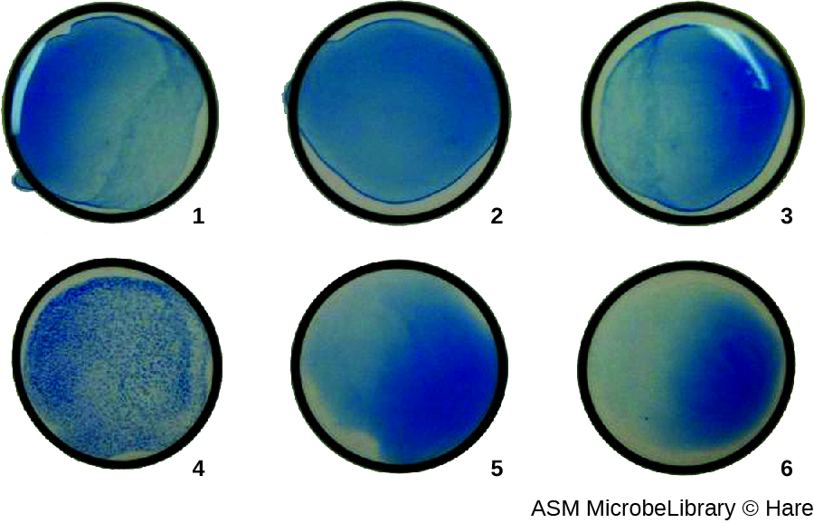 Photo of 6 wells. Well 4 has blue spots. All the other wells have a clear blue color.