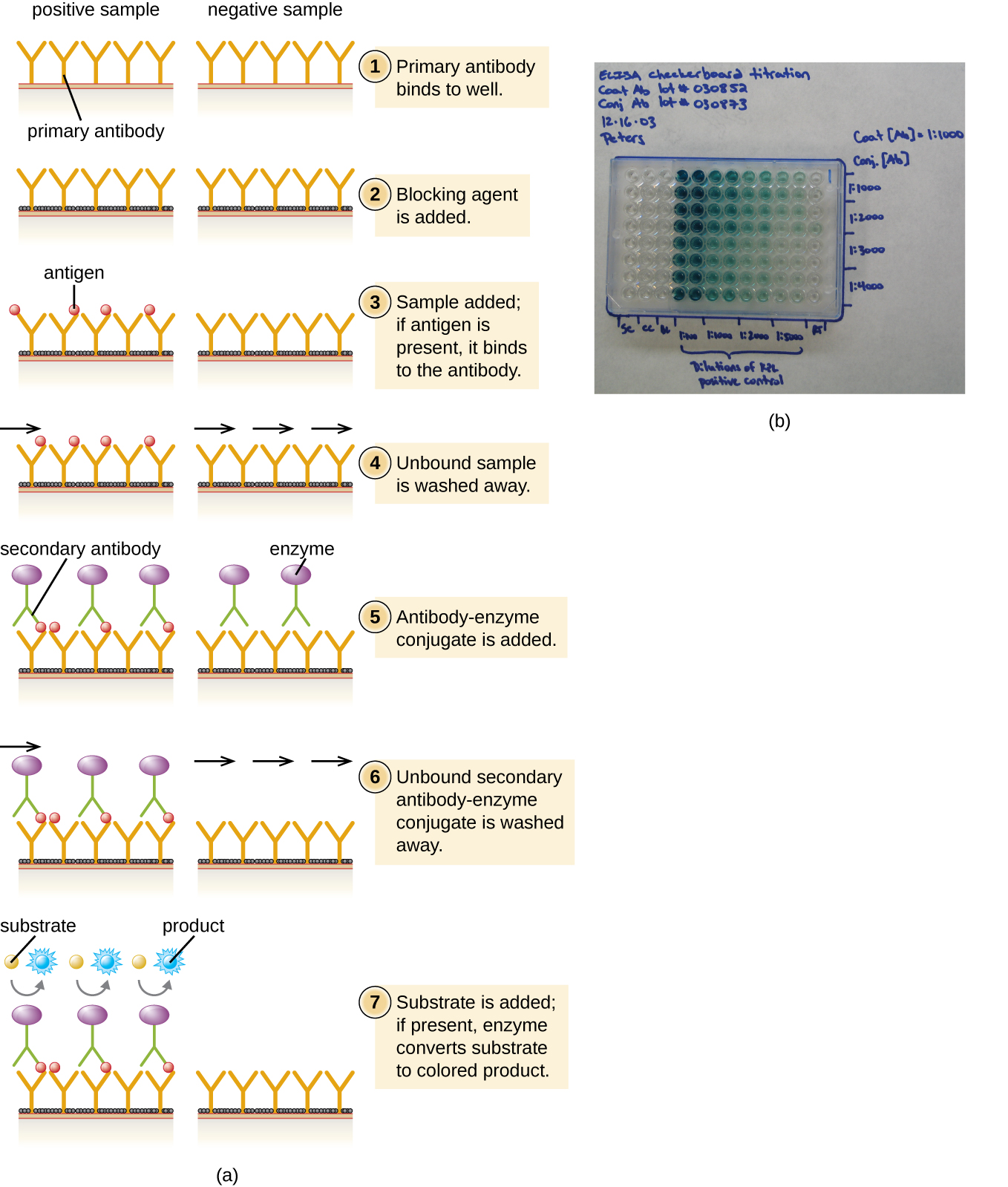 a) Diagram of a sandwich ELISA showing what happens in both a positive and a negative sample. First, the primary antibody binds to the well. This is shown as Ys bound to a surface. Next, blocking agent is added. This is shown as a black covering on the surface between the antibodies. Next, the sample is added; if the correct antigen is present it binds to the antibody. In the positive well a circle binds to the antibodies; in the negative well nothing binds to the antibodies. Next, any unbound sample is washed away. Next, antibody-enzyme conjugate is added. This is shown in the positive well as another Y shape that binds to the circles. This new Y shape has a purple circle at the end. These antibodies are also in the negative sample but they are not attached to anything. Next, unbound antibody-enzyme conjugate is washed away; these remain in the positive sample (because they are attached to the antigen) but are washed away in the negative sample. Finally, a substrate is added to both the positive and negative samples. The enzyme in the positive sample turns this substrate blue. b) A plastic plate with many wells. Some are clear, some are blue.