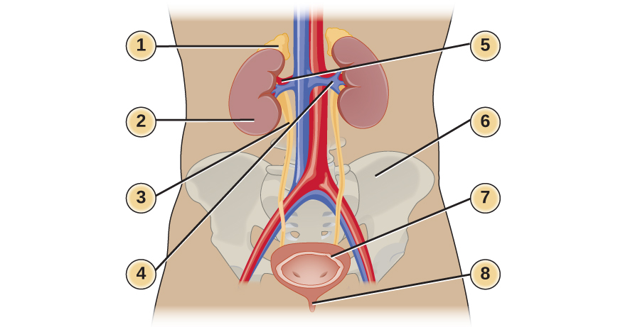 1) a structure on top of structure 2. (2) a brown structure that is approximately oval shaped with an indent in one side. (3) a yellow tube coming from 2. (4) blue tube leading to 2. (5) red tube leading to (2). (6) bones in the region. (7) sac that 3 feeds into. (8) tube out of 7.