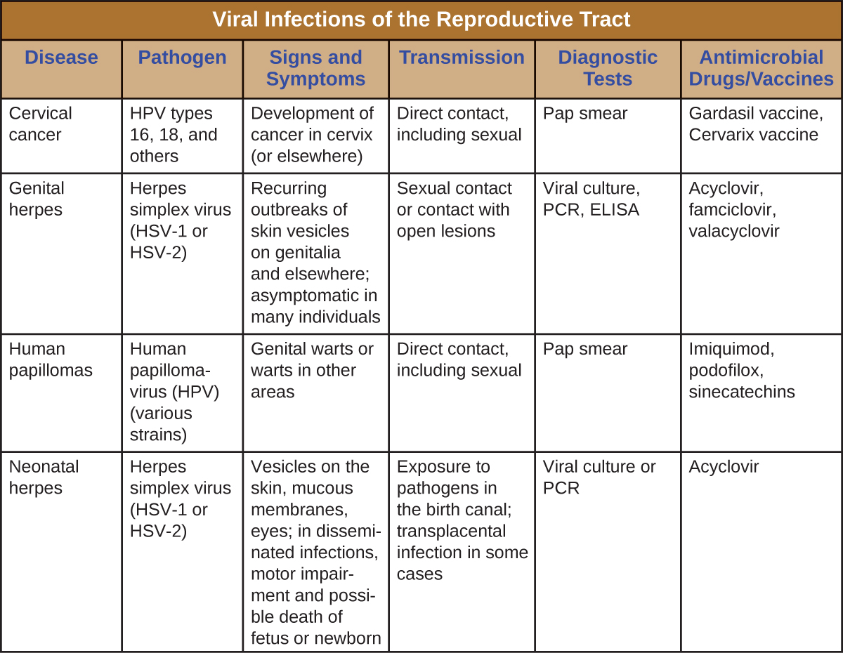 Table titled: Viral Infections of the Reproductive Tract. Columns: Disease Pathogen, Signs and Symptoms, Transmission, Diagnostic Tests, Antimicrobial Drugs/Vaccines. Disease - Cervical cancer; HPV types 16, 18, and others; Development of cancer in cervix (or elsewhere); Direct contact, including sexual; Pap smear; Gardasil vaccine, Cervarix vaccine. Disease - Genital herpes; Herpes simplex virus (HSV-1 or HSV-2); Recurring outbreaks of skin vesicles on genitalia and elsewhere; asymptomatic in many individuals; Sexual contact or contact with open lesions; Viral culture, PCR, ELISA; Acyclovir, famciclovir, valacyclovir. Disease - Human papillomas; Human papillomavirus (HPV) (various strains); Genital warts or warts in other areas; Direct contact, including sexual; None; Imiquimod, podofilox, sinecatechins. Disease - Neonatal herpes; Herpes simplex virus (HSV-1 or HSV-2); Vesicles on the skin, mucous membranes, eyes; in disseminated infections, motor impairment and possible death of fetus or newborn; Exposure to pathogens in the birth canal; transplacental infection in some cases; Viral culture or PCR Acyclovir.