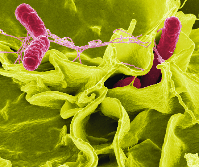 Micrograph of rod shaped cells bound by fibers.