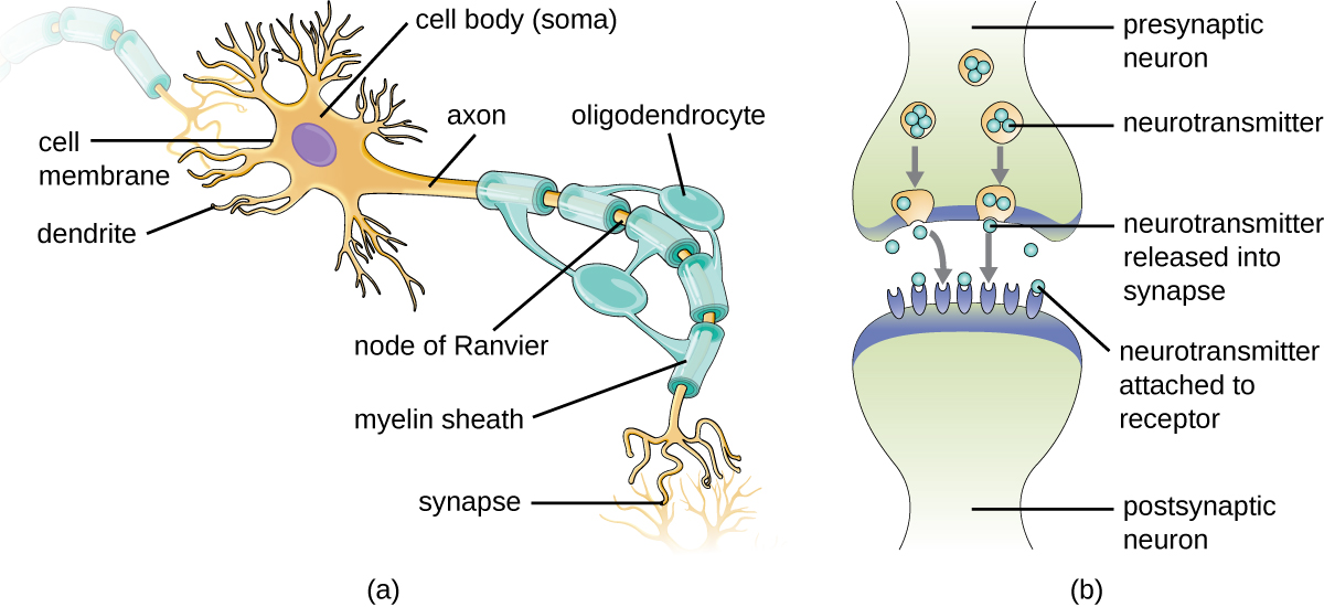 a) A drawing of a neuron. The cell body contains the nucleus and has short projections called dendrite. The cell also has a long projection called an axon wrapped in a layer called the myelin sheath. The myelin sheath layer covers most of the axon but also produces uncovered spaces at set intervals; each space is called a node of Ranvier. The myelin sheath is made from oligodendrocytes. At the end of the axon is a synapse. B) Diagram of a synapse. This is the region where two neurons come together (but they do not touch). The presynaptic neuron releases neurotransmitters into the synapse space. The post synaptic neuron has receptors on which the neurotransmitters attach.