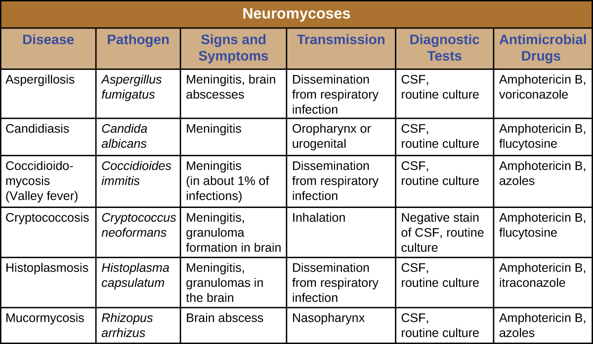 Table titled: Neuromycoses. Columns: Disease; Pathogen; Signs and Symptoms; Transmission; Diagnostic Tests; Antimicrobial Drugs. Disease: Aspergillosis; Aspergillus fumigatus; Meningitis, brain abscesses; Dissemination from respiratory infection; CSF, routine culture; Amphotericin B, voriconazole. Disease: Candidiasis; Candida albicans; Meningitis; Oropharynx or urogenital; CSF, routine culture; Amphotericin B, flucytosine. Disease: Coccidioidomycosis (Valley fever); Coccidioides immitis; Meningitis (in about 1% of infections); Dissemination from respiratory infection; CSF, routine culture; Amphotericin B, azoles. Disease: Cryptococcosis; Cryptococcus neoformans; Meningitis, granuloma formation in brain; Inhalation; Negative stain of CSF, routine culture; Amphotericin B, flucytosine. Disease: Histoplasmosis; Histoplasma capsulatum; Meningitis, granulomas in the brain; Dissemination from respiratory infection; CSF, routine culture; Amphotericin B, itraconazole. Disease: Mucormycosis; Rhizopus arrhizus; Brain abscess; Nasopharynx ; CSF, routine culture; Amphotericin B, azoles.