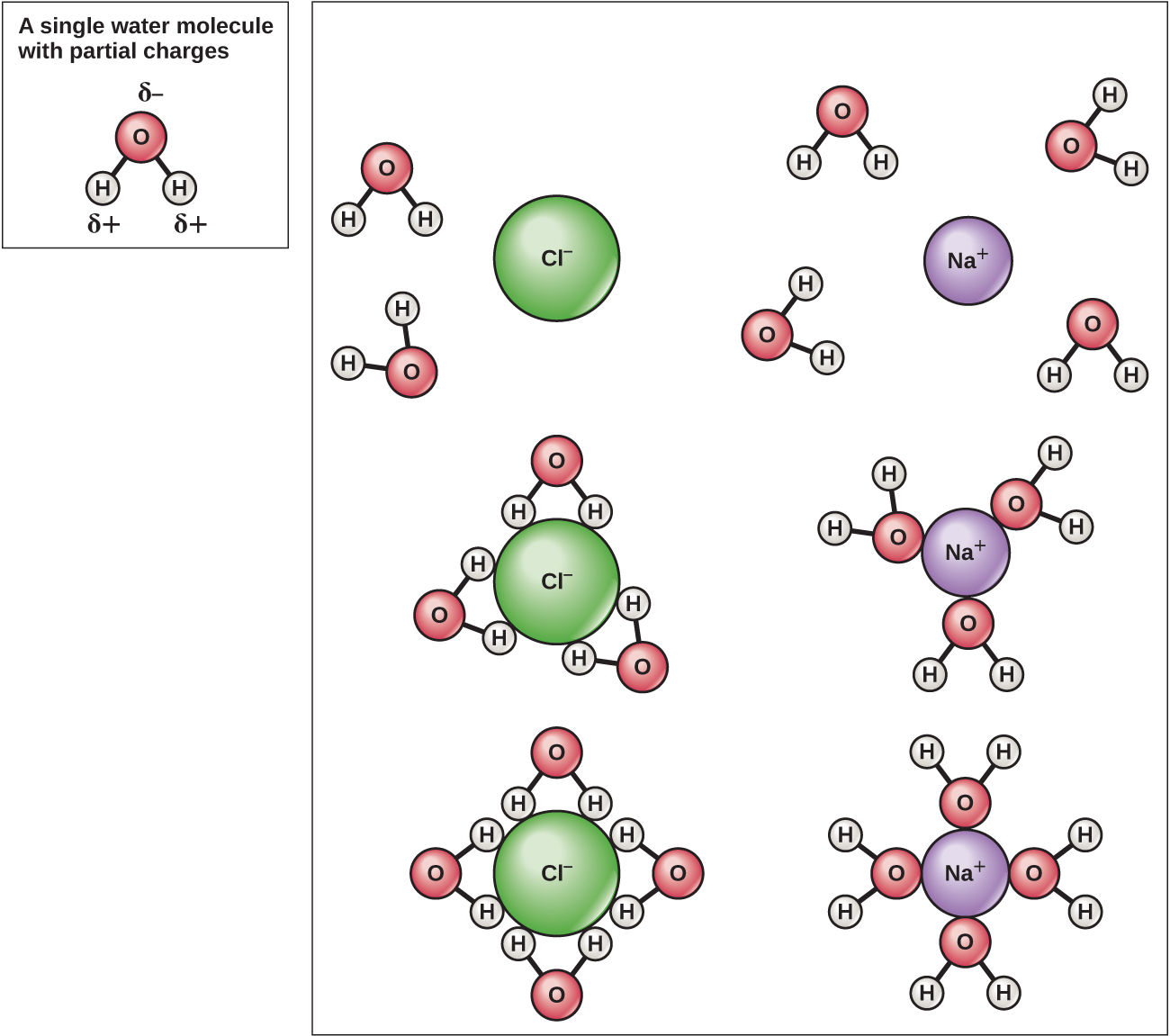 A water molecule is shown with positive charges on the hydrogen atoms and a negative charge on the oxygen atom; it is labeled “a single water molecule with partial charges.” A chlorine ion and a sodium ion are shown surrounded by water molecules. The hydrogen atoms of the water molecules are attracted to the chlorine ion, while the oxygen atoms of the water molecules are attracted to the sodium ions.