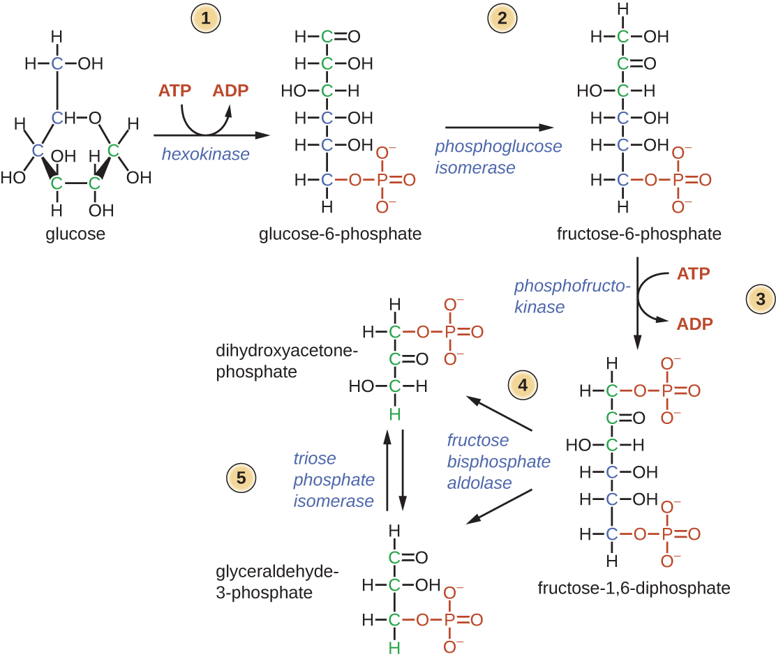 Diagram of first half of glycolysis. Glucose is a 6 carbon sugar; it is a hexagon with an oxygen in one of the corners and the sixth carbon outside of the ring. Step 1: Hexokinase takes a phosphate from ATP and adds it to glucose to produce glucose-6-phosphate (a linear structure with a phosphate group at carbon 6). ADP is another product of this reaction. Step 2: Phosphoglucose isomerase converts glucose-6-phosphate to fructose-6-phosphate by moving the double bonded oxygen from carbon 1 to carbon 2. Step 3: phosphofrutokinase moves a phosphate from ATP to fructose-6-phosphate to produce fructose-1,6,-diphosphate. This is a fructose molecule with phosphate groups on carbons 1 and 6. ADTP is another product of this reaction. Step 4: Aldolase splits fructose-1,6-biphosphate in half to produce glyceraldehyde-3-phosphate (a 3 carbon molecule with a double bonded oxygen at carbon 1 and a phosphate at carbon 3) and dihydroxyacetone-phosphate (which has a phosphate group at carbon 1 and a double bonded oxygen at carbon 2). Step 5: Triose phosphate isomerase converts between dihydroxyacetone-phosphate and glyceraldehyde-3-phosphate.