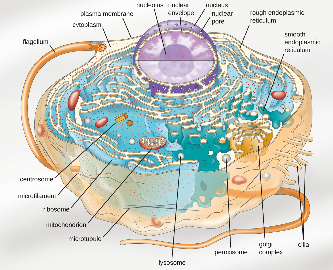 A diagram of a large cell. The outside of the cell is a thin line labeled plasma membrane. A long projection outside of the plasma membrane is labeled flagellum. Shorter projections outside the membrane are labeled cilia. Just under the plasma membrane are lines labeled microtubules and microfilaments. The fluid inside the plasma membrane is labeled cytoplasm. In the cytoplasm are small dots labeled ribosomes. These dots are either floating in the cytoplasm or attached to a webbed membrane labeled rough endoplasmic reticulum. Some regions of the webbed membrane do not have dots; these regions of the membrane are called smooth endoplasmic reticulum. Other structures in the cytoplasm include an oval with a webbed line inside of it; this is labeled the mitochondrion. Spheres in the cytoplasm are labeled peroxisome and lysosome. A pancake stack of membranes is labeled golgi complex. Two short tubes are labeled centrosomes. A large sphere in the cell is labeled nucleus. The outer membrane of this sphere is the nuclear envelope. Holes in the nuclear envelope are called nuclear pores. A smaller sphere in the nucleus is labeled nucleolus.