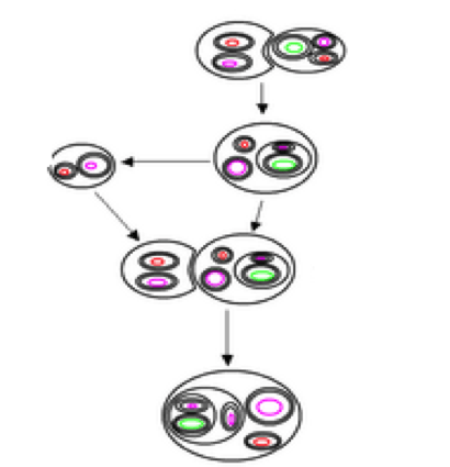 Evolutionary Biology & Ecology BIO102 Olivia D'Ambrogio The diagram below is a representation of Olivia D'Ambrogio @Saylor