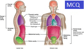 AP 01 Human Body Anatomy Physiology MCQ by OpenStax